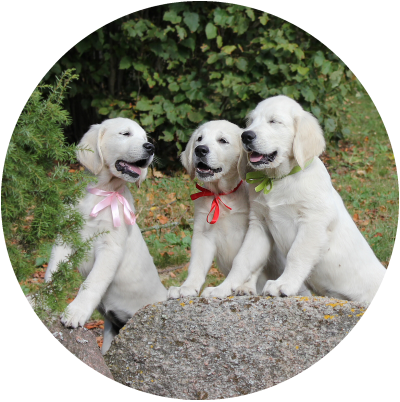 Auksaspalviai retriveriai puikaus temperamento ir išvaizdos šunys. Dėl savo intelekto yra viena iš populiariausių veislių. Tai idealus neregių vedlys, paieškos ir gelbėjimo šuo.